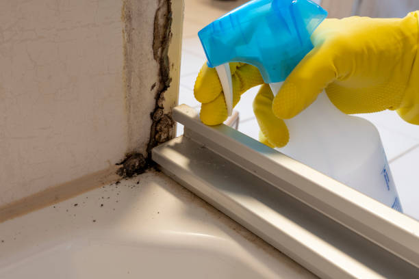 Best Kitchen Mold Remediation in Maysville, NC