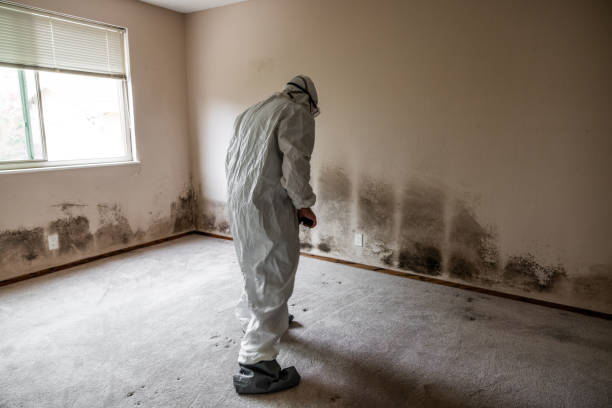 Best Black Mold Remediation in Maysville, NC